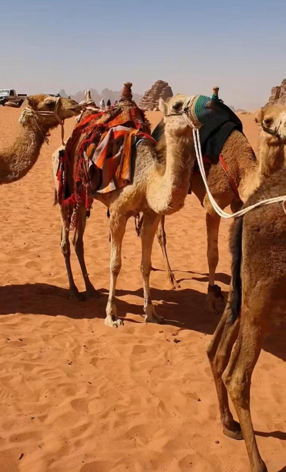 Hotel Mozoon Camp à Wadi Rum Extérieur photo